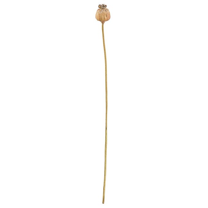 Κλαδί Σενέκιο ArteLibre Τεχνητό Καφέ 55cm